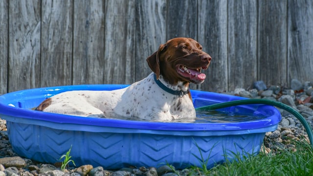 Un perro en una piscina para perros