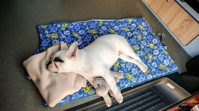cama perro
