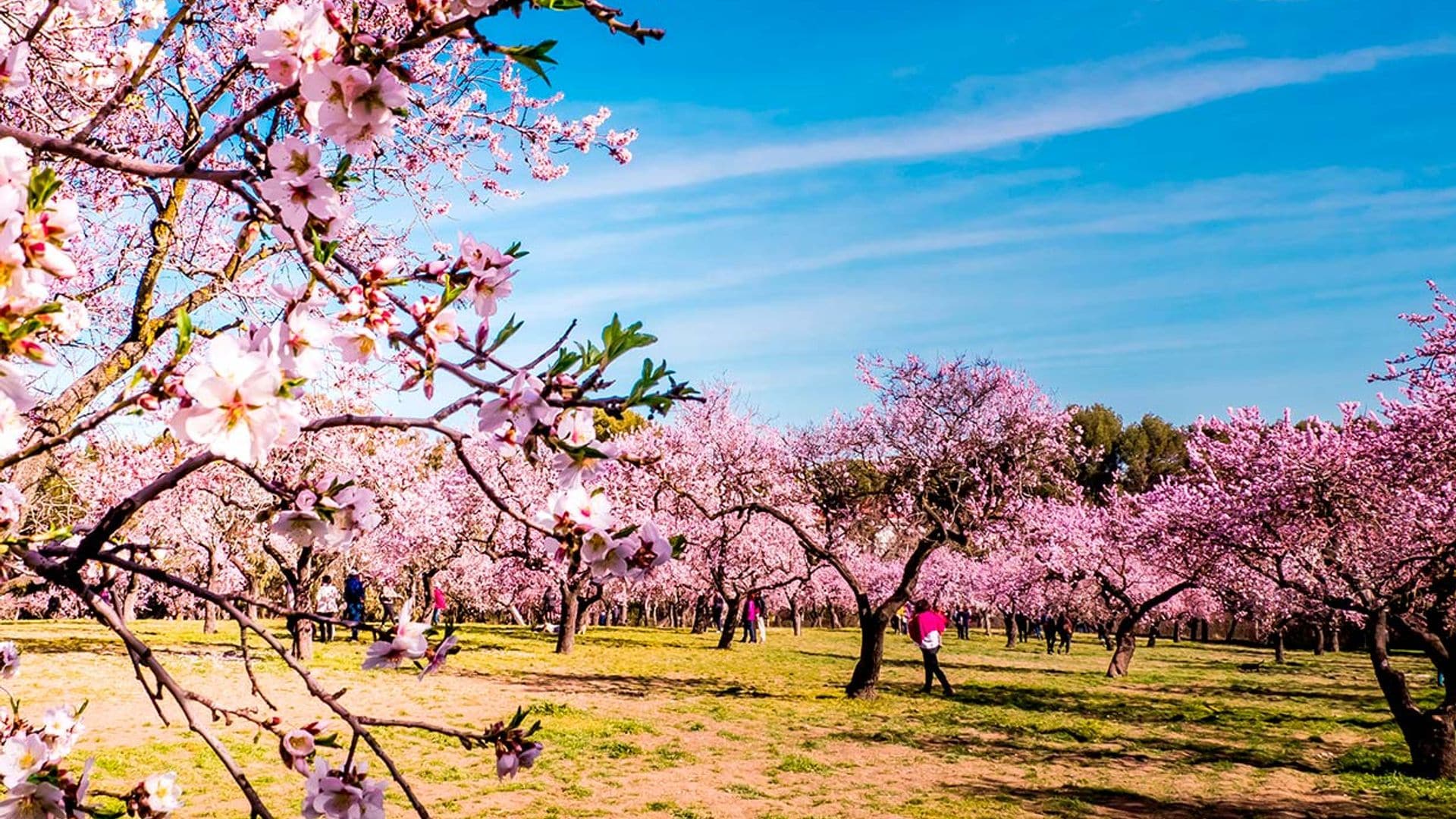 Dónde puedes ver este año los almendros en flor, el anticipo de la primavera
