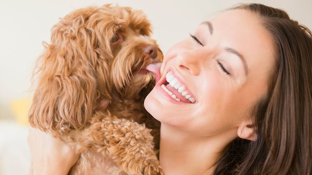 Perro lamiendo a su dueña 