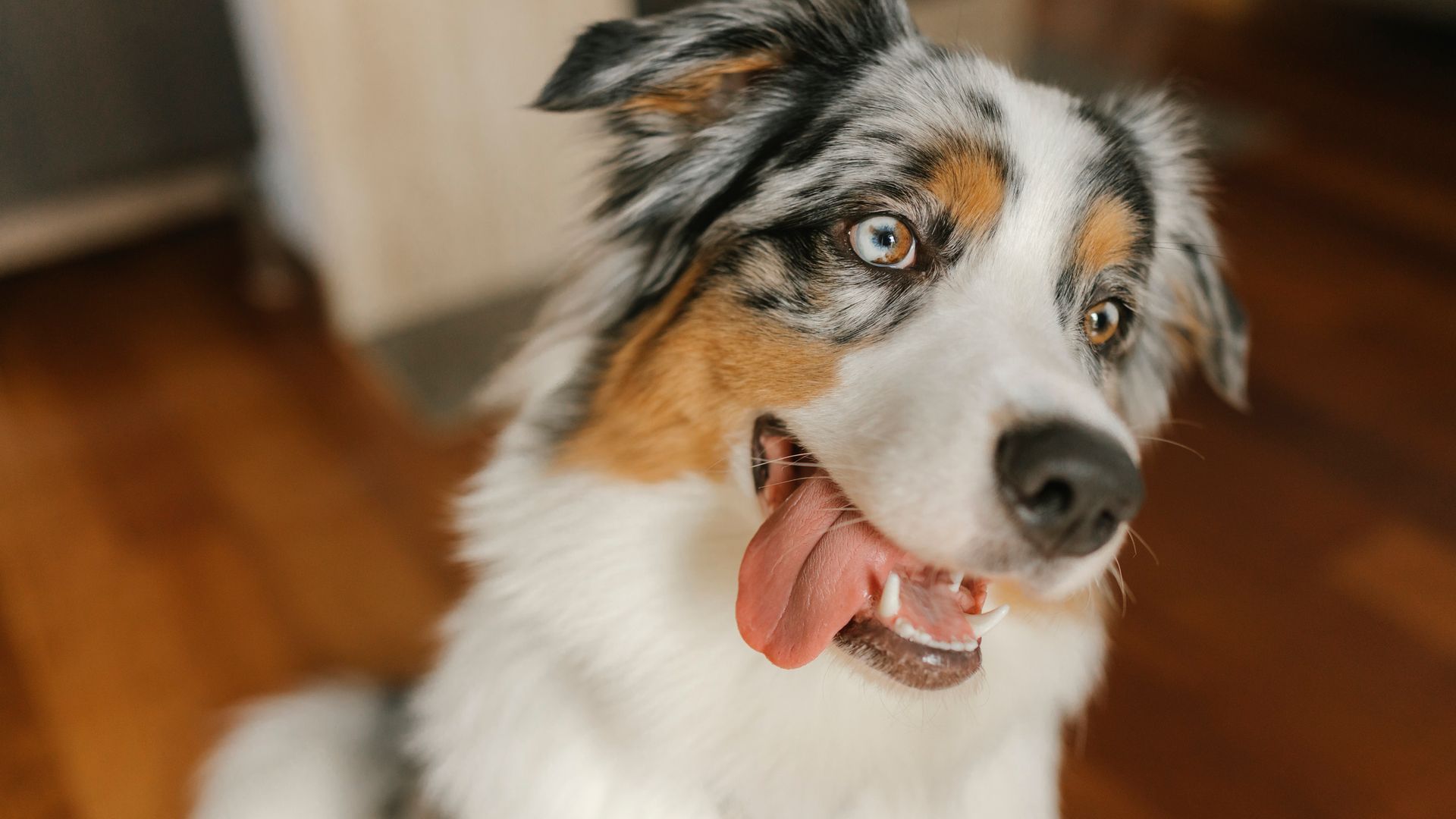 Perro jadeando en casa 