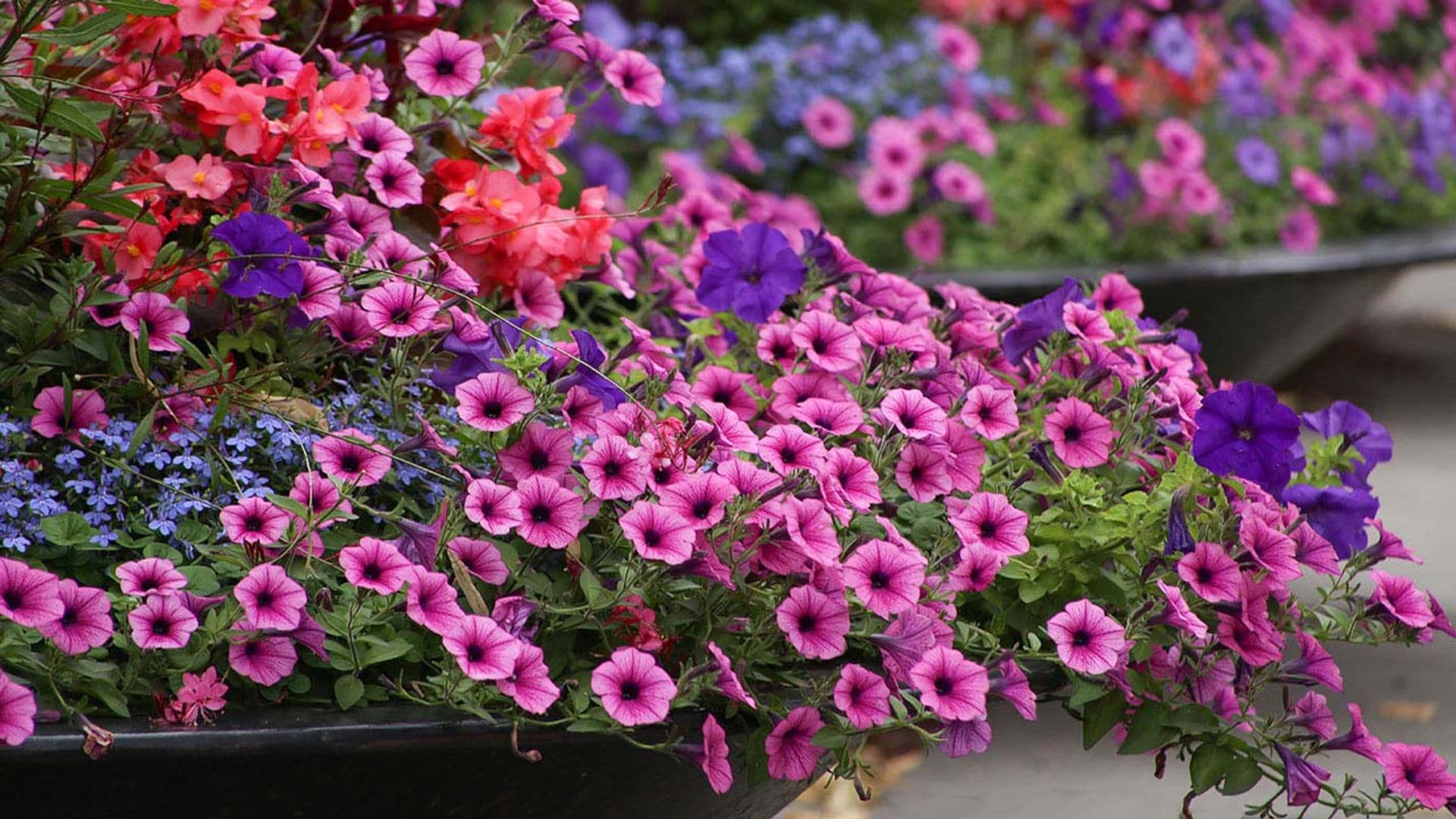 Cultivar surfinias, una forma infalible de añadir color y alegría al jardín