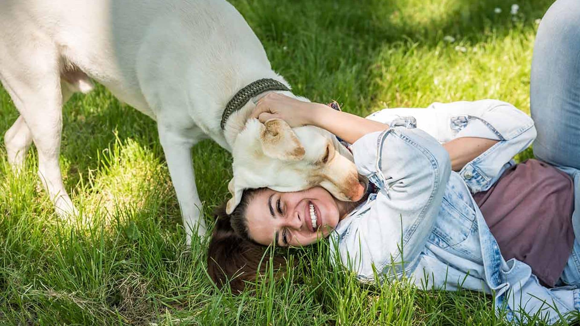 Cómo poner freno al hiperapego en perros