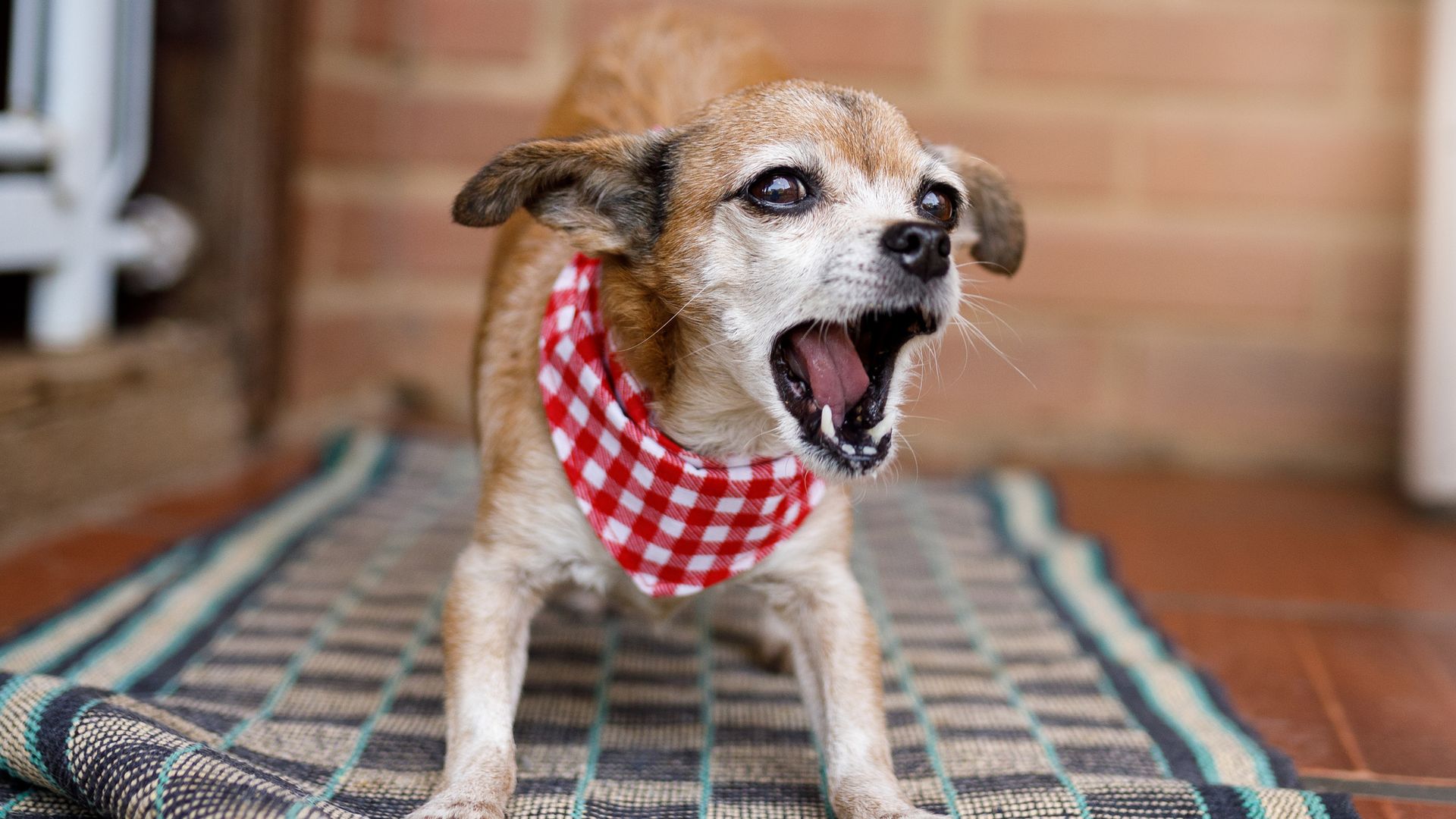 Viajar en Semana Santa con tu mascota: los errores que pueden provocar ansiedad (y cómo evitarlos), según una veterinaria