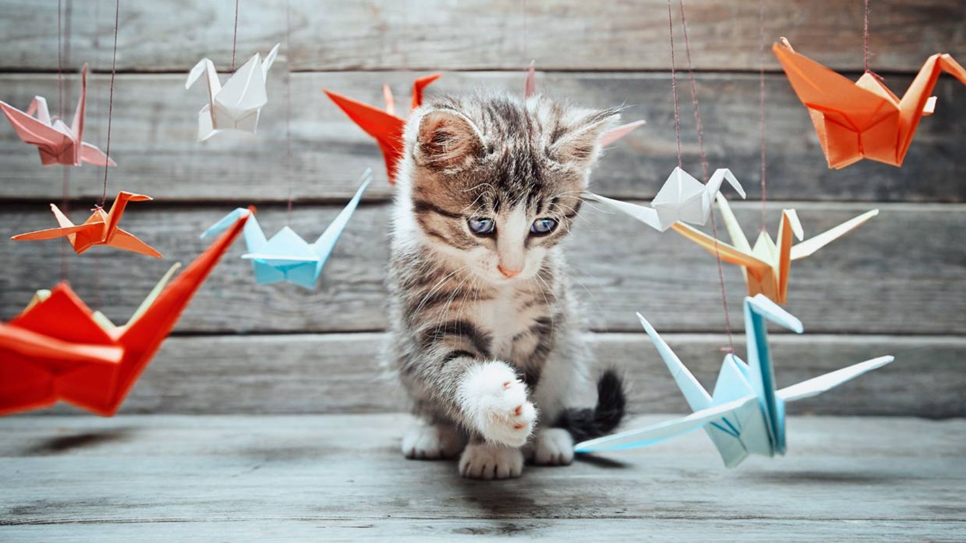 Estas son las cosas que más les gustan a los gatos