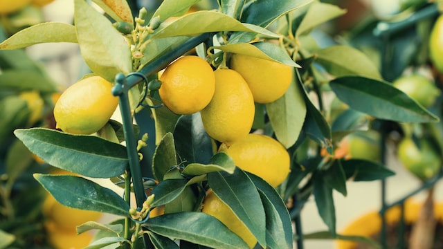  Cultivo de limones en casa. Limón amarillo maduro creciendo en un limonero en maceta