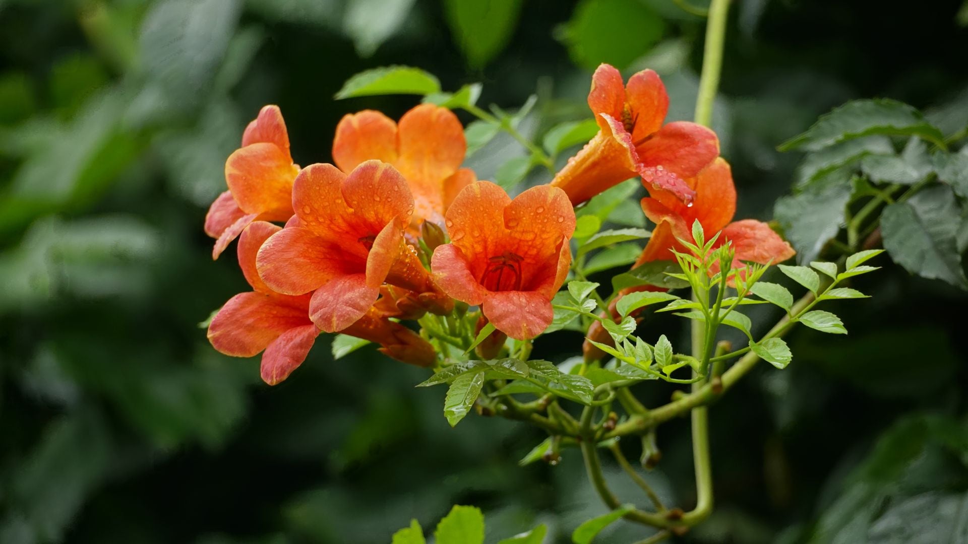 Secretos para cuidar la trompeta de fuego y lograr una floración espectacular