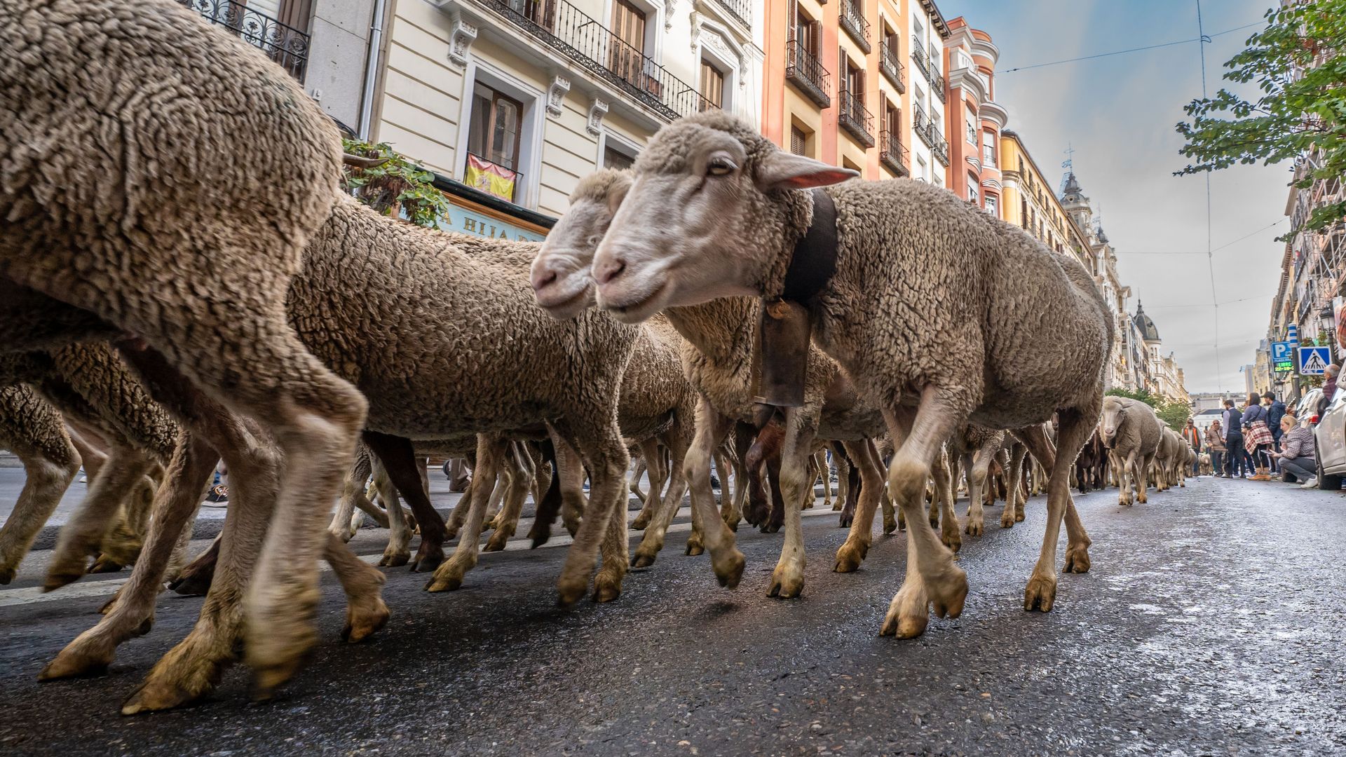 Ovejas por Madrid