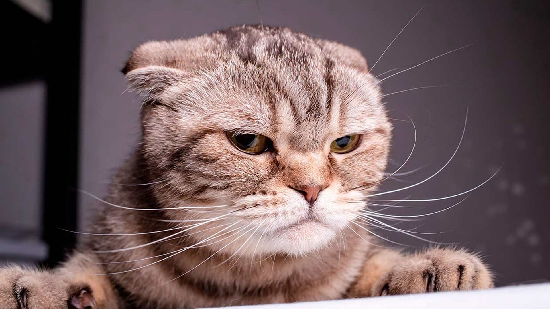 Cosas que hacemos y que estresan (y mucho) a los gatos