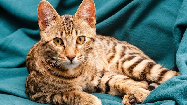 gato bengali raza leopardo manso