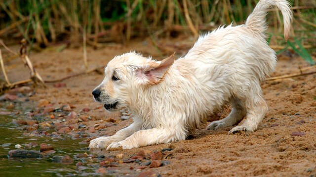 portada_perro