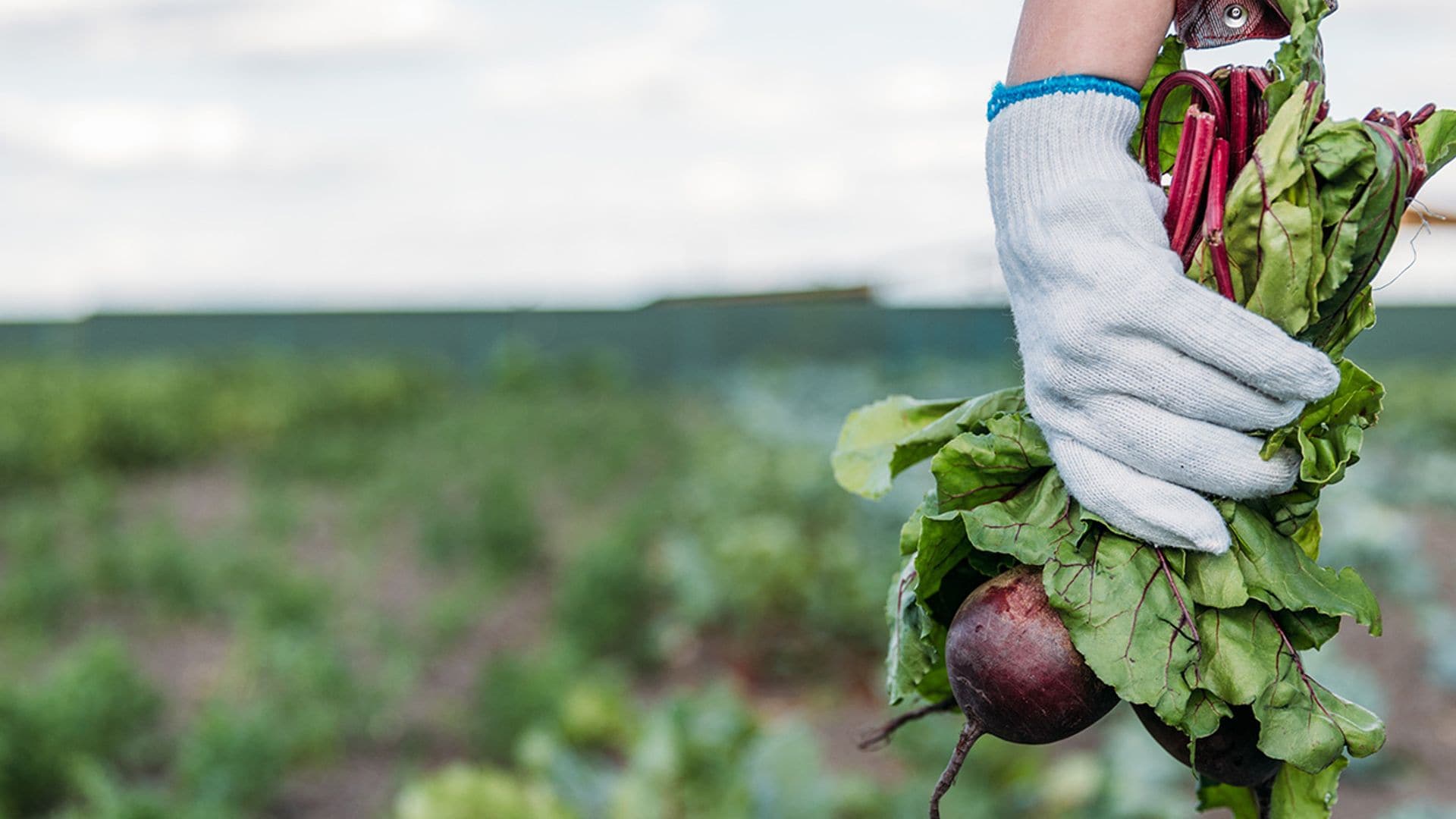 'De la granja a la mesa': la nueva estrategia de alimentación sostenible