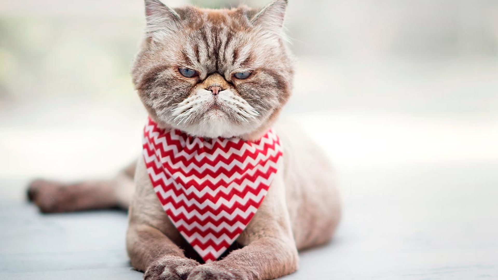 Cómo llevarte bien con un gato