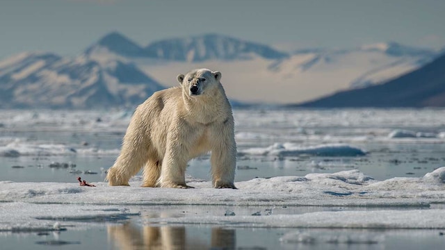 crisis climatica afecta animales