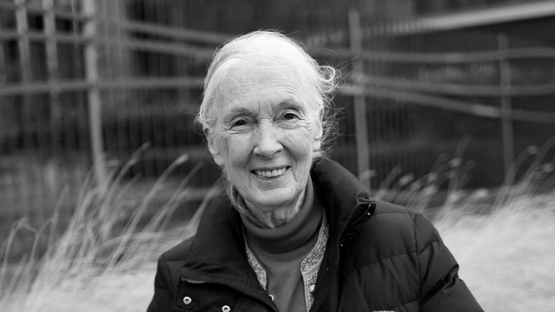 La etóloga y activista Jane Goodall falleció el 1° de octubre de 2025 a los 91 años.