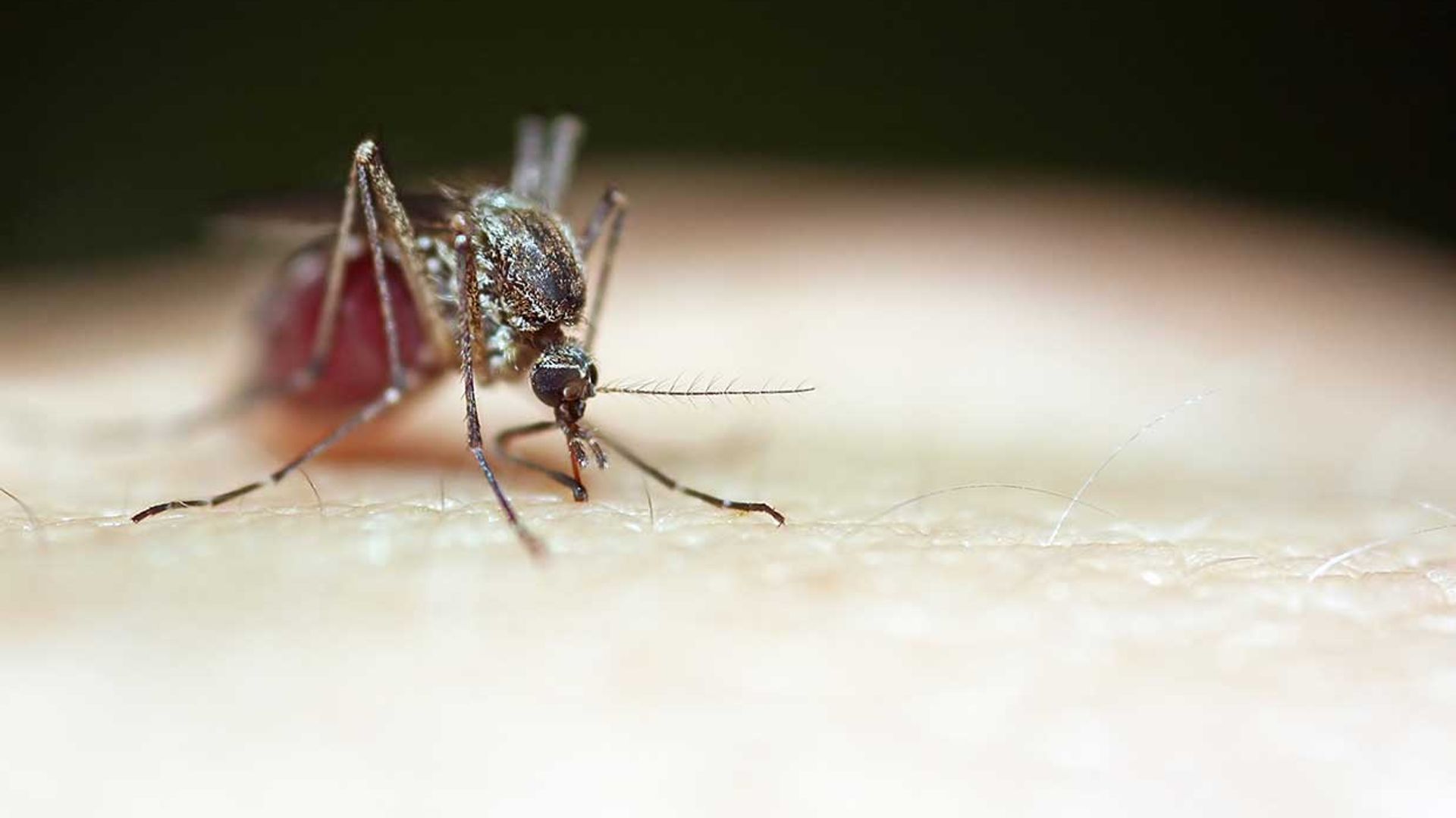 Todo lo que debes saber sobre el virus del Nilo