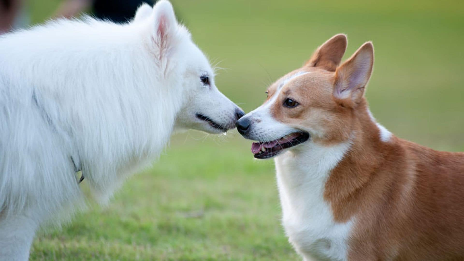 Cómo socializar a tu perro