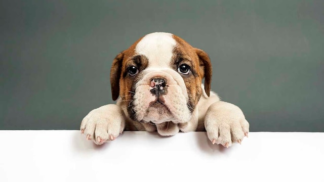 portada bulldog