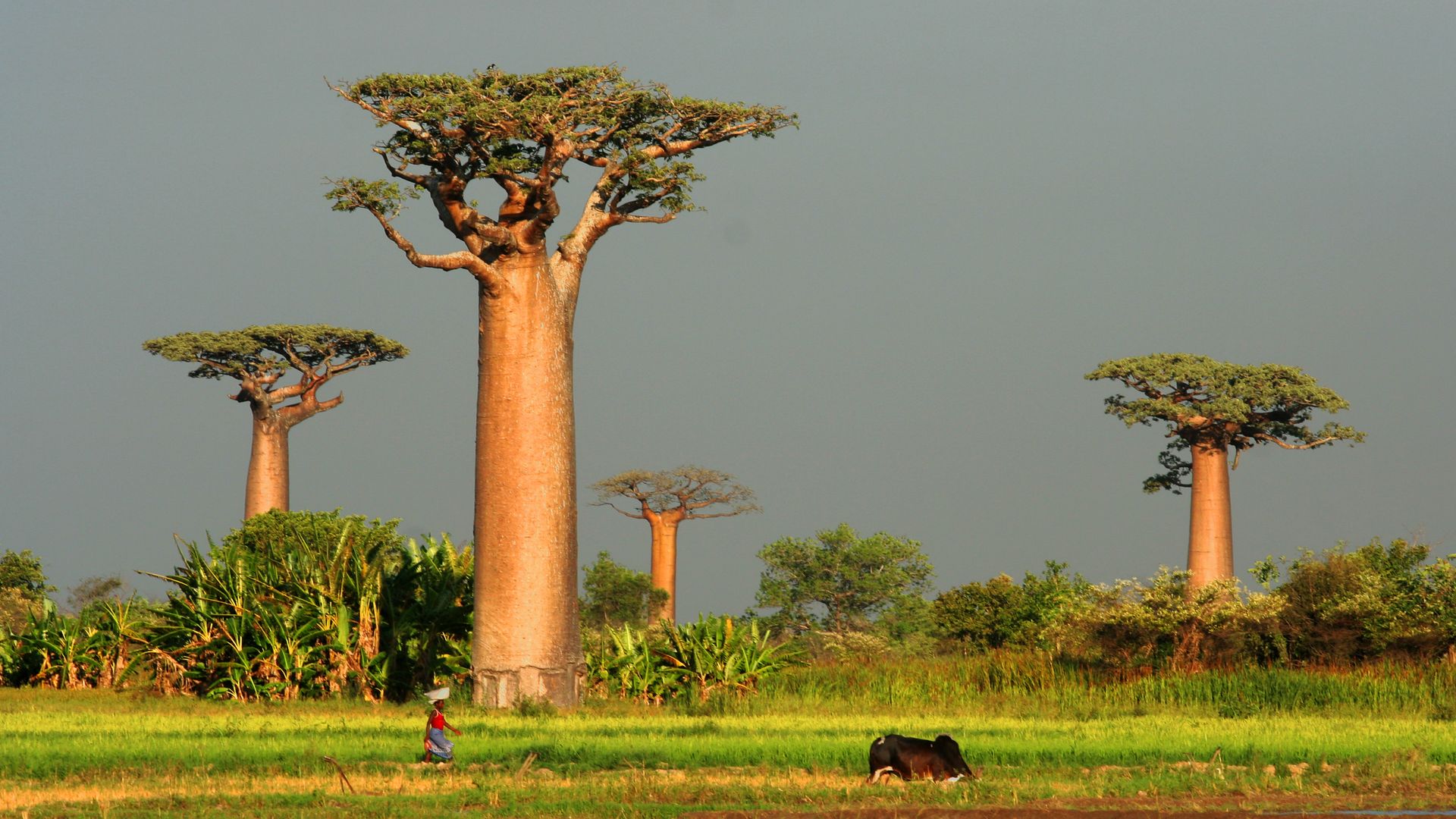 El baobab destaca por su enorme tronco, capaz de almacenar grandes cantidades de agua