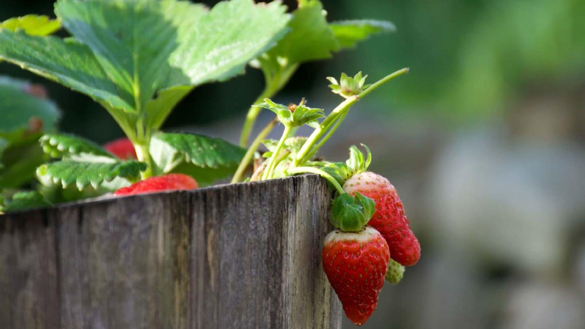 Así puedes cultivar las fresas en maceta