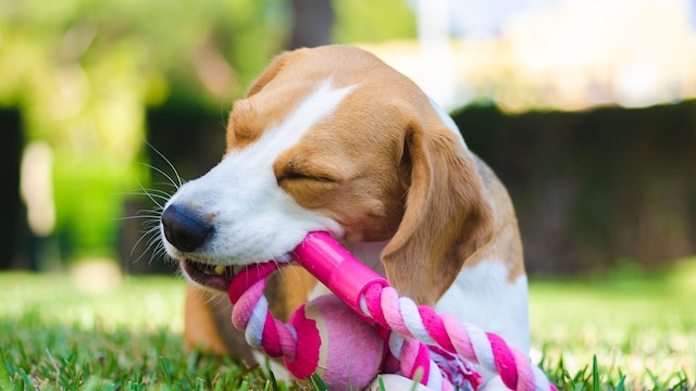 Un perro usando un juguete de cuerda en la hierba