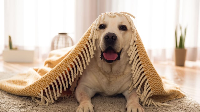 Un perro labrador debajo de la alfombra del salón