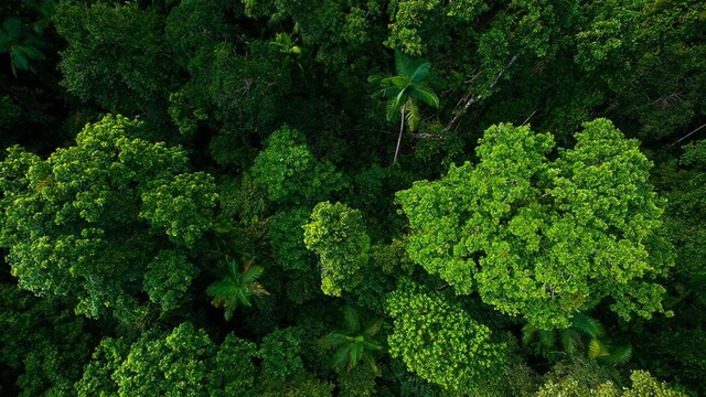 selva tailandia