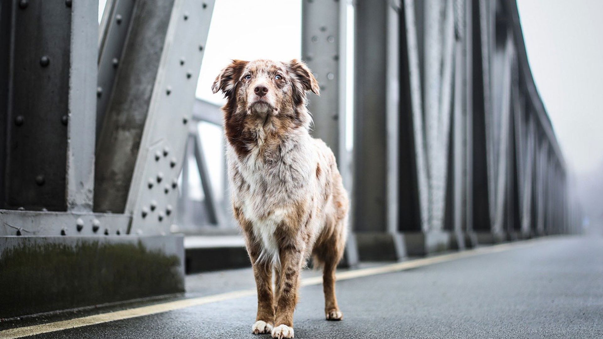 Las razas de perro con mejor salud, según el educador canino César Millán