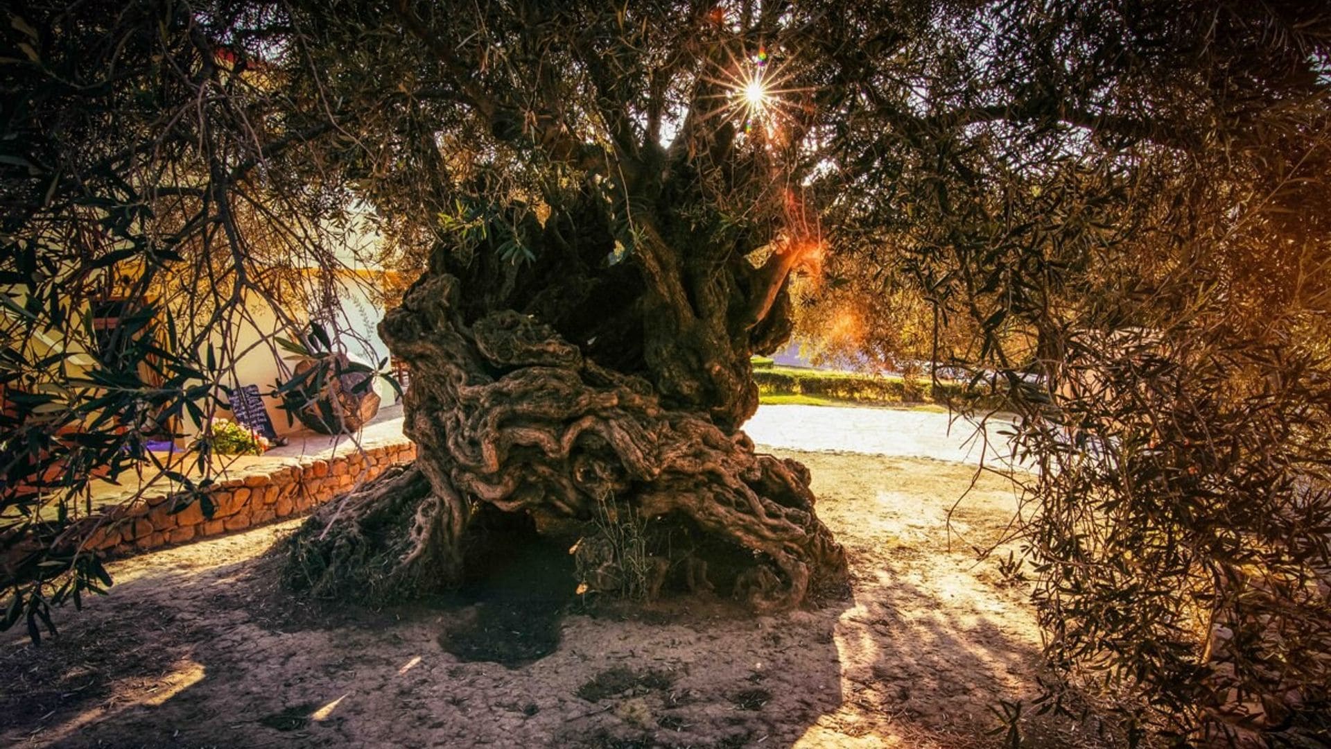 Desde el más antiguo del planeta al más grande, así son los árboles más singulares del mundo