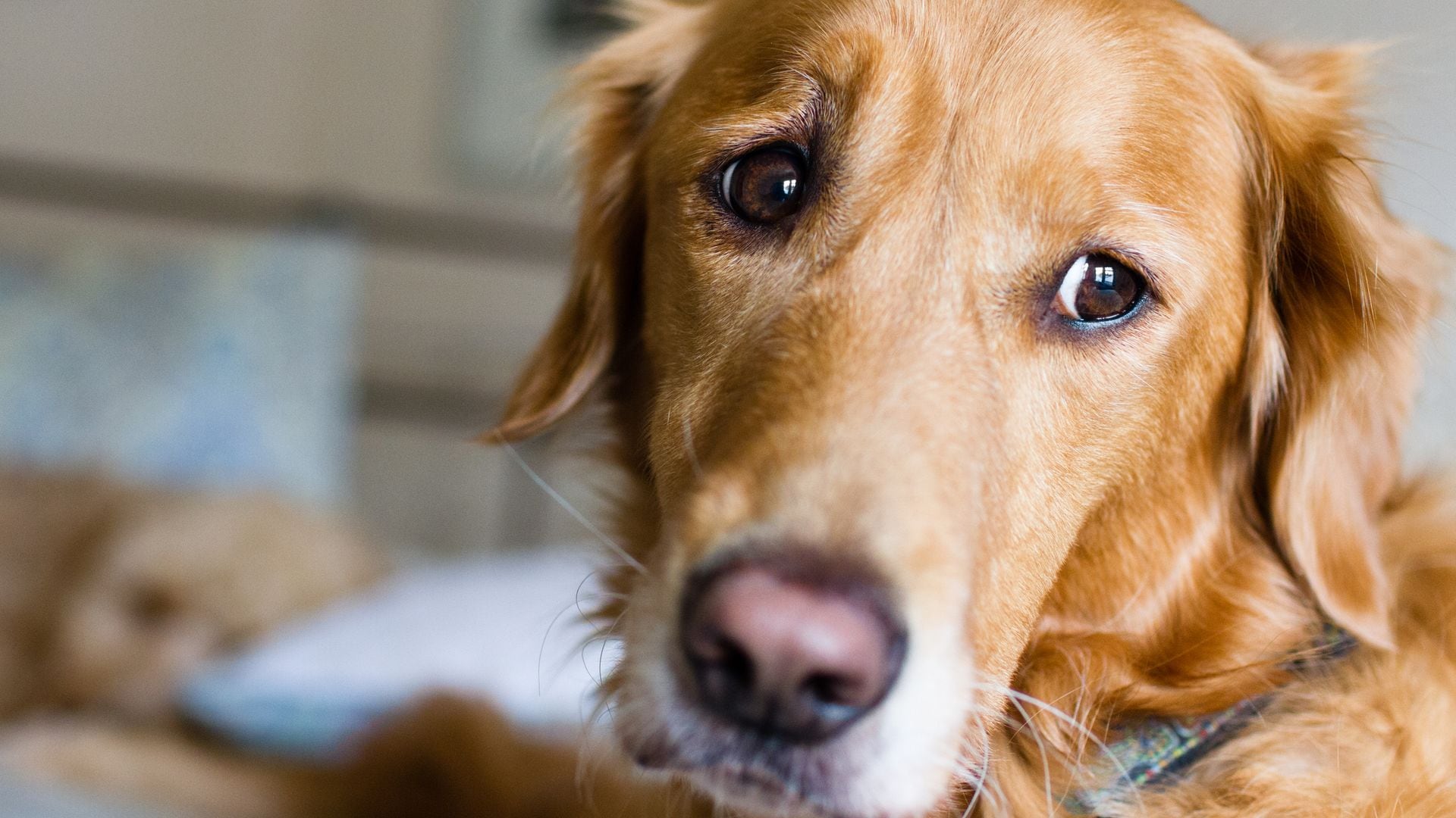 Perro triste y ansioso 