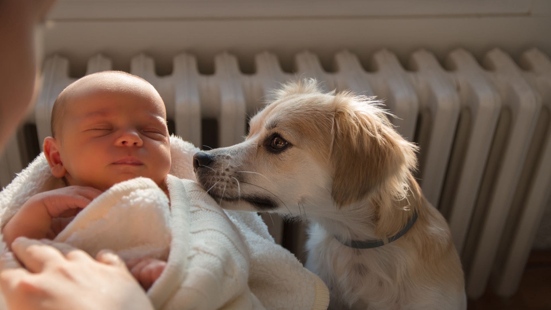 Presentando un bebé a su perro