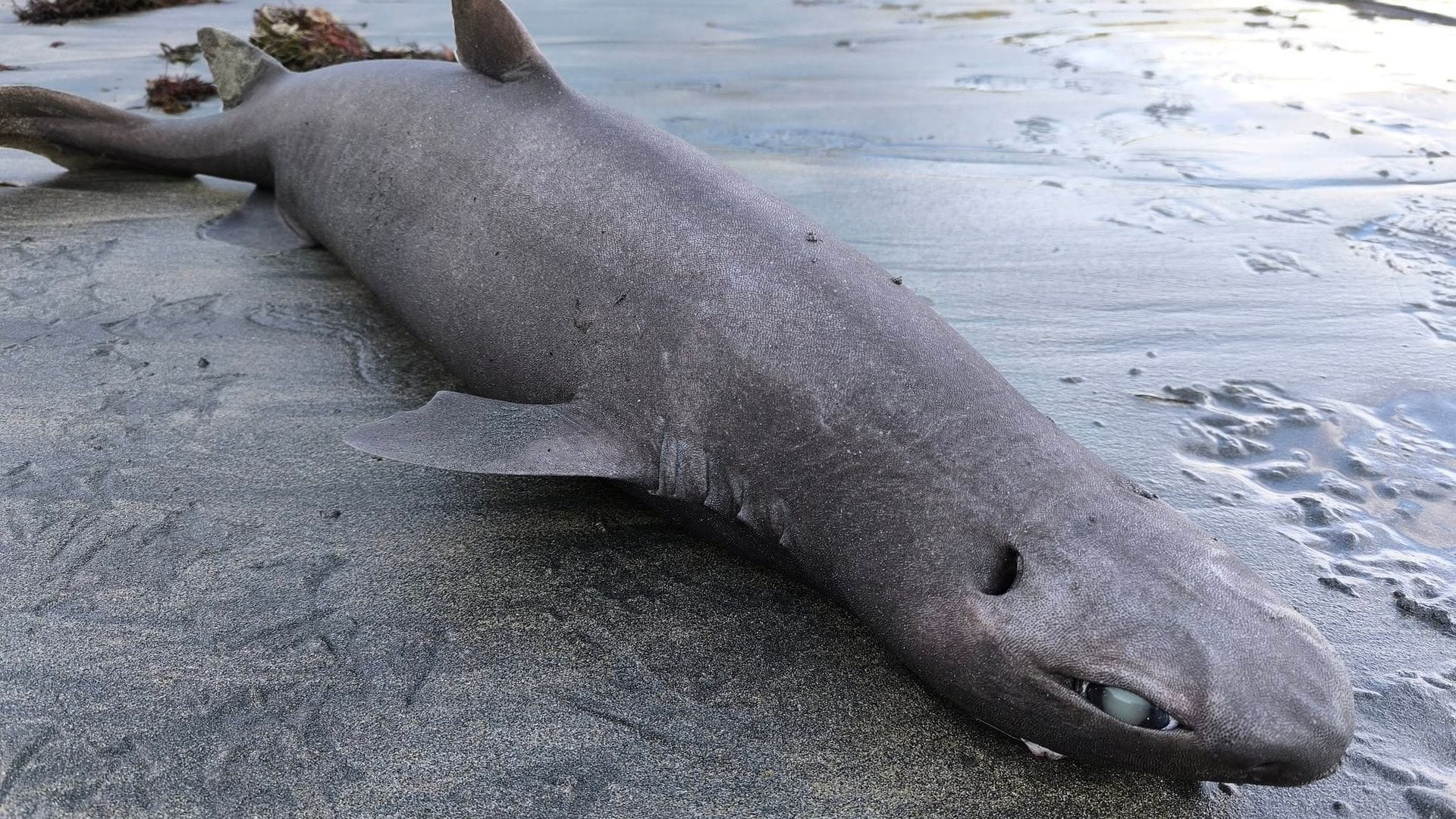 El tiburón foca es una especie de aguas profundas que puede vivir a más de 3.600 metros, en completa oscuridad.