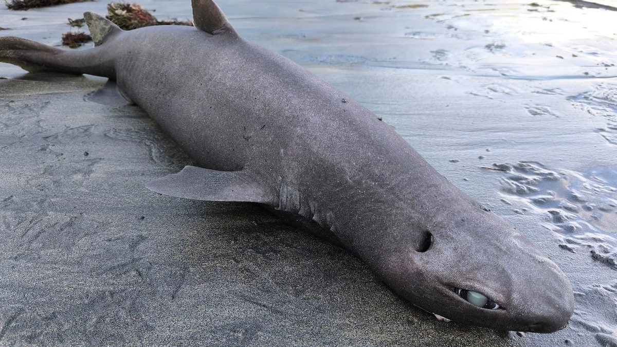 Así es el tiburón foca hallado en una playa de Asturias: las imágenes que revelan cómo vive en la oscuridad