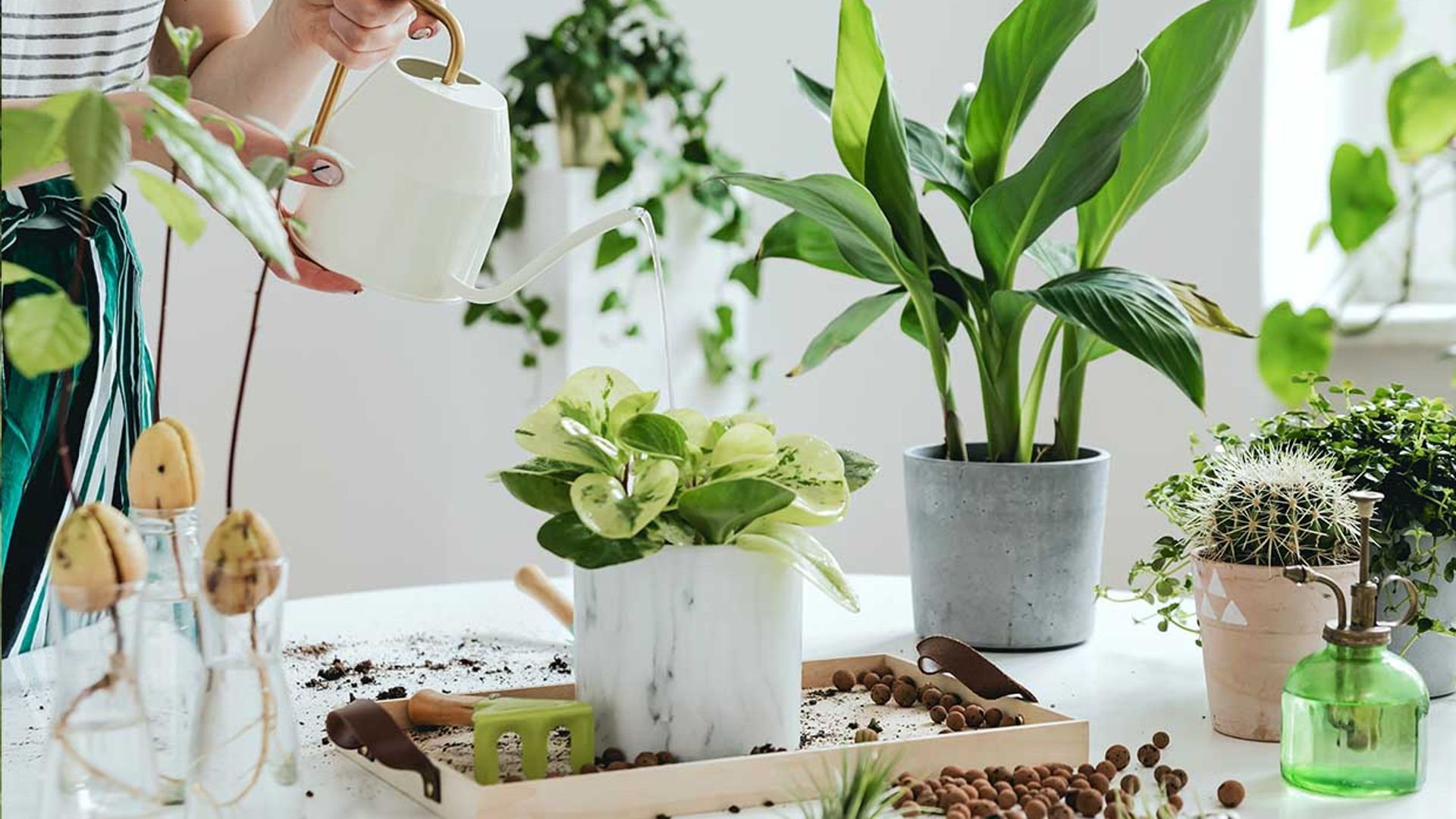 Plantas de interior que son muy fáciles de cuidar y que protegen tu bienestar