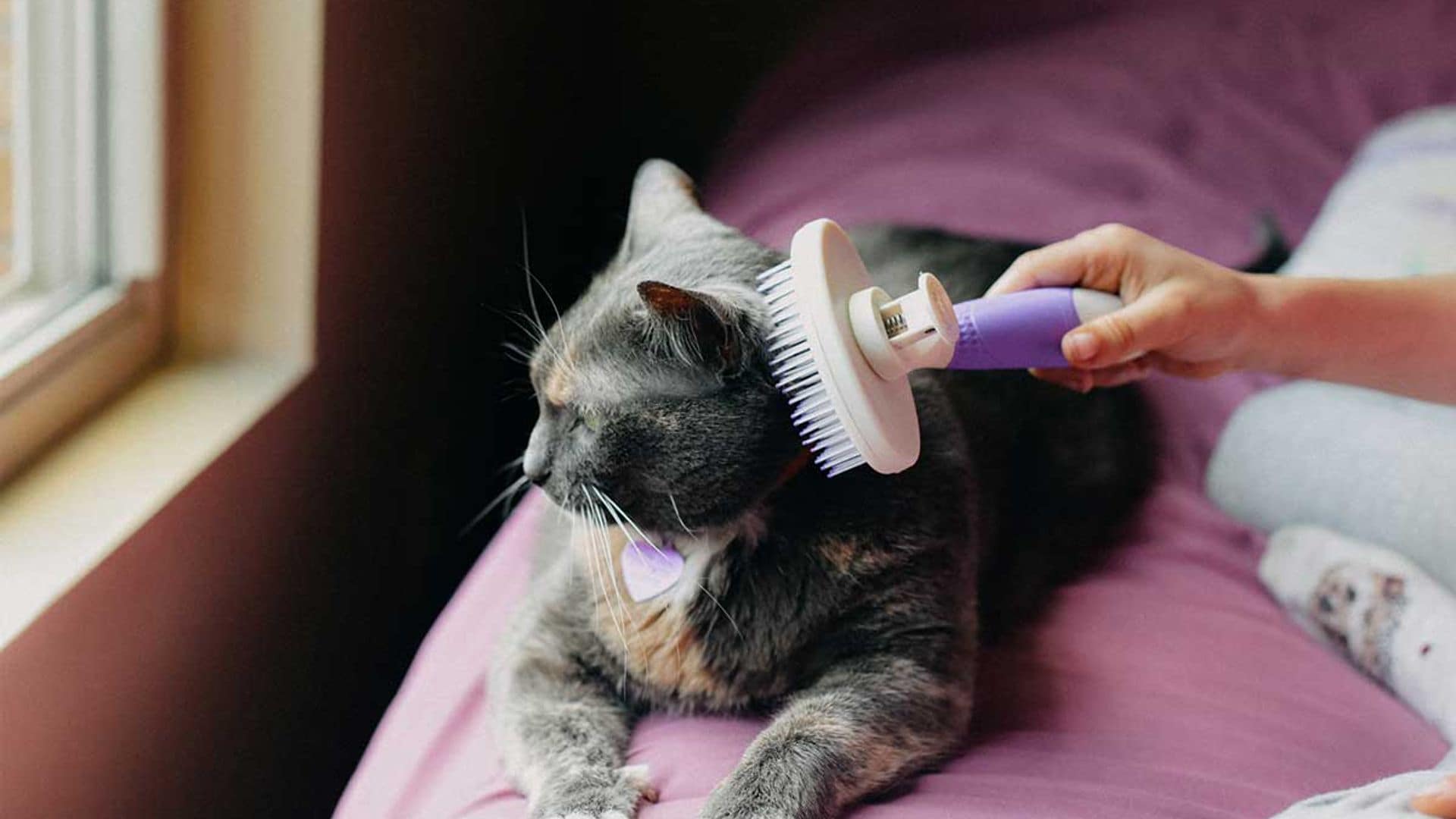 Cuida el pelaje de tu gato: guía con los mejores cepillos según su tipo de pelo