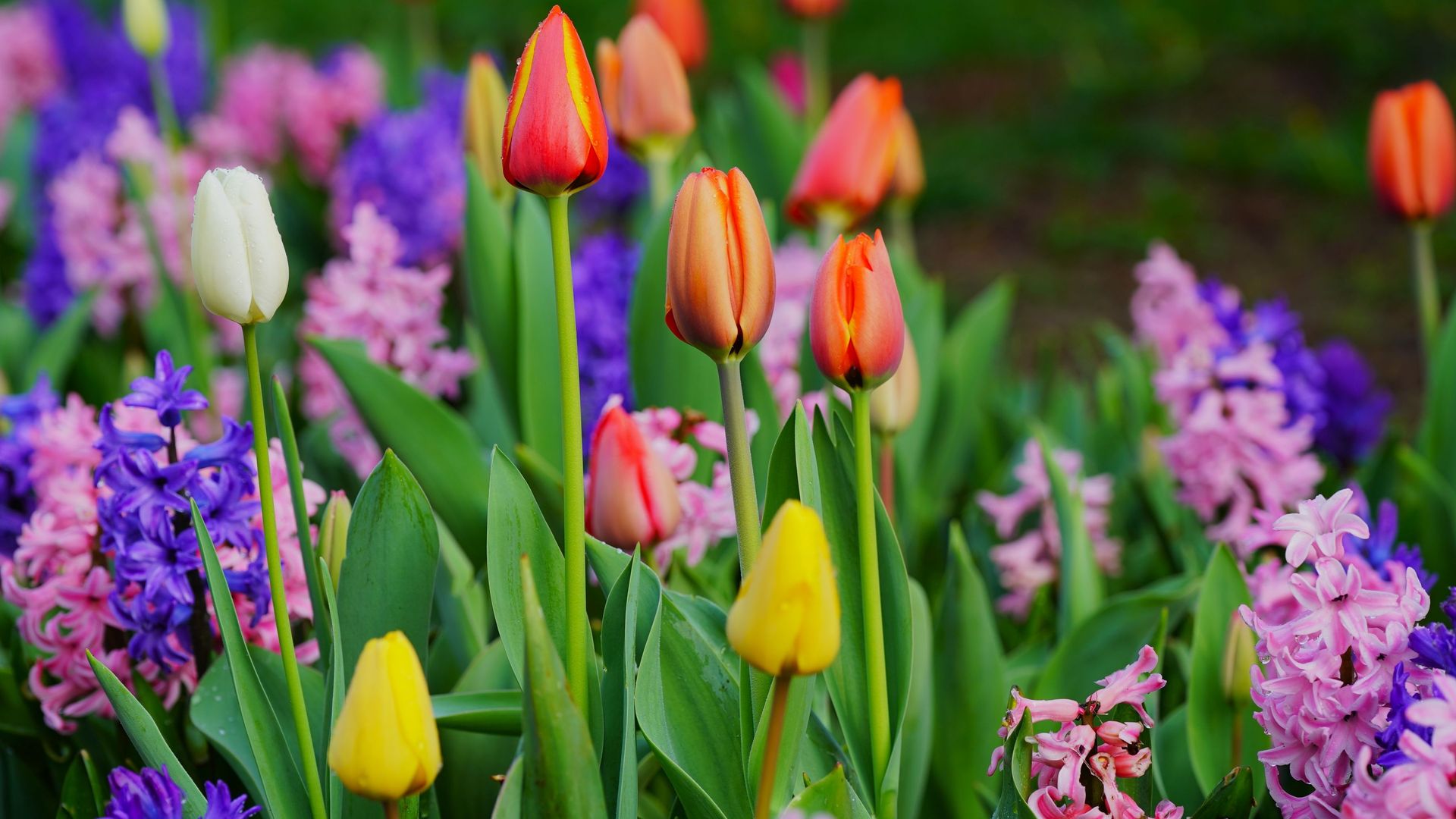 Jacintos y tulipanes. 