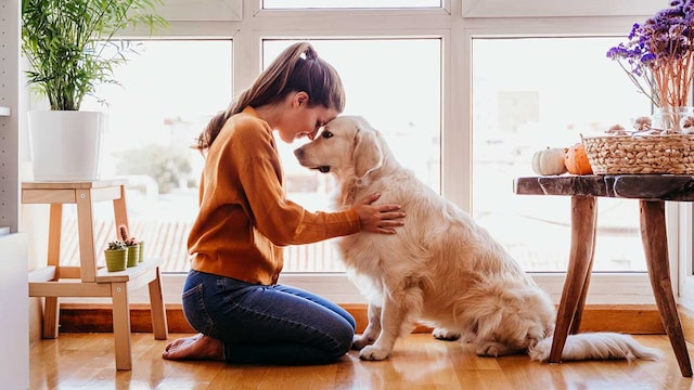 iniciativa perros duenos coronavirus