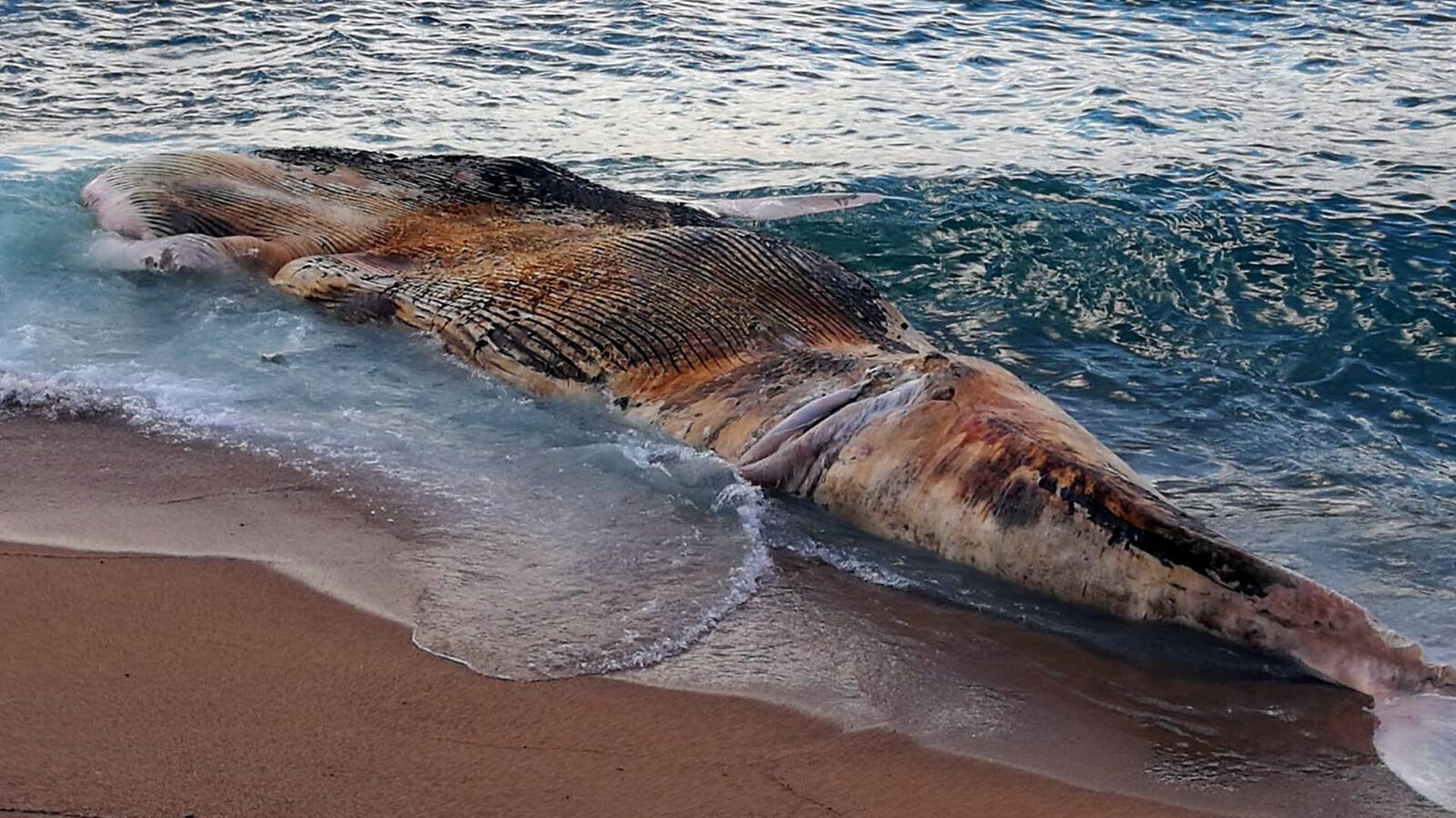 Ballena en la Costa Brava