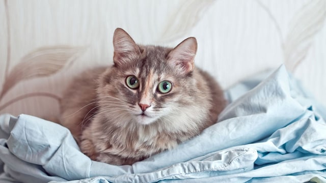 portada_gatos