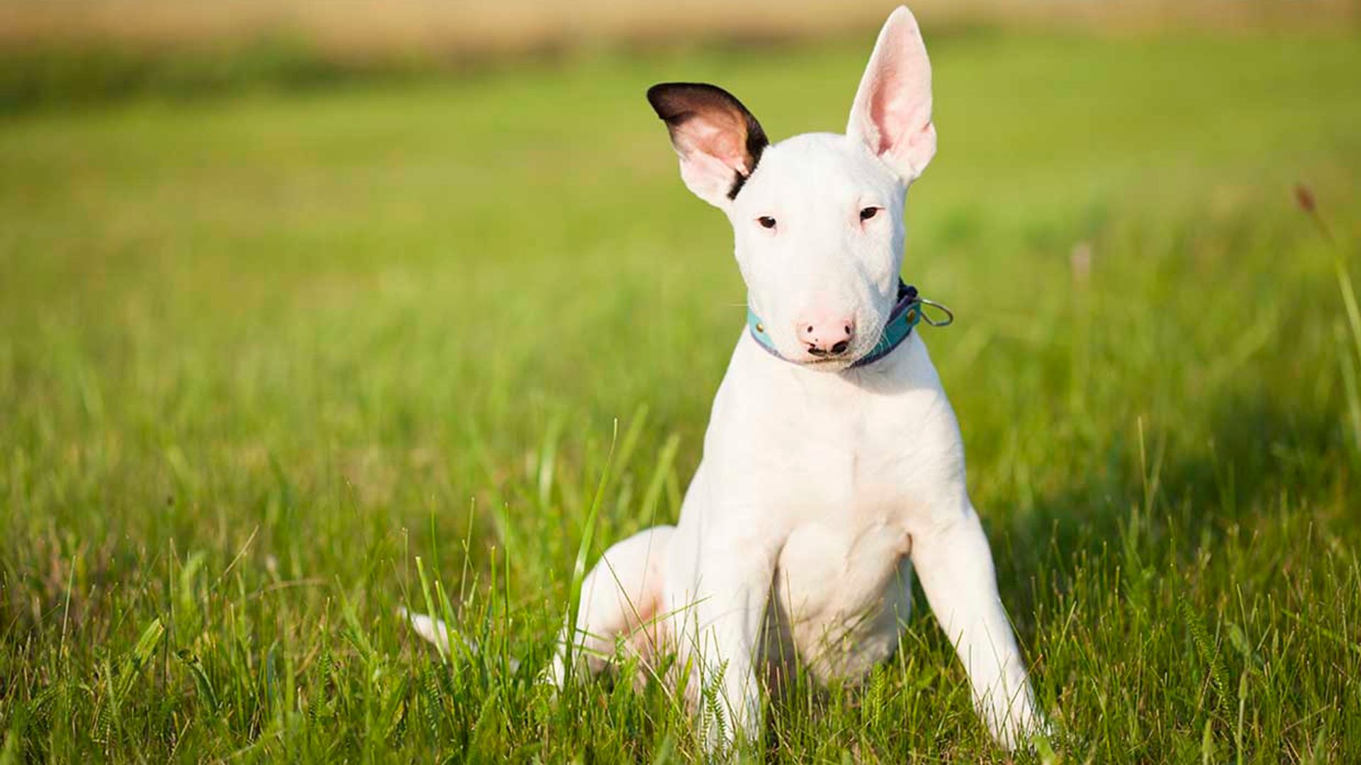 los bull terrier son buenas mascotas