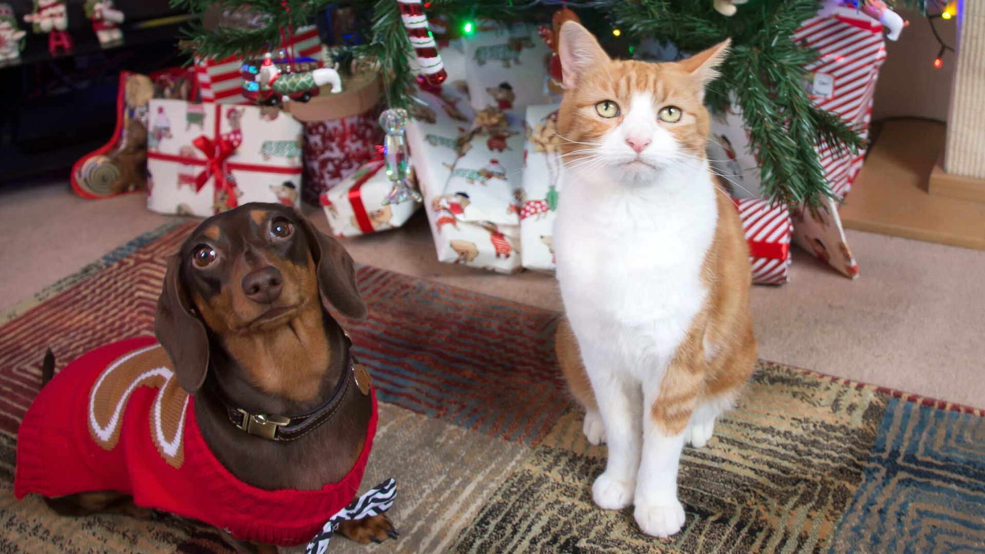 Invita a tu mascota a cenar en Navidad con estas recetas caseras