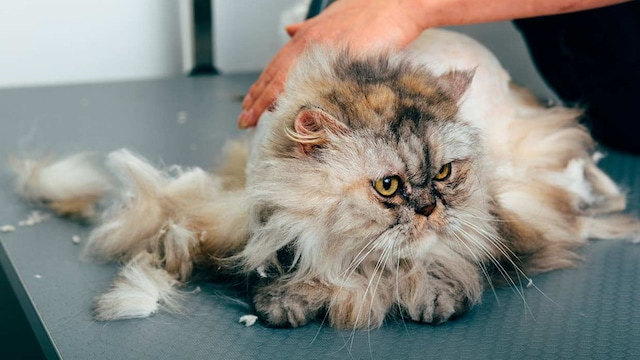 cortar pelo gatos consejos trucos