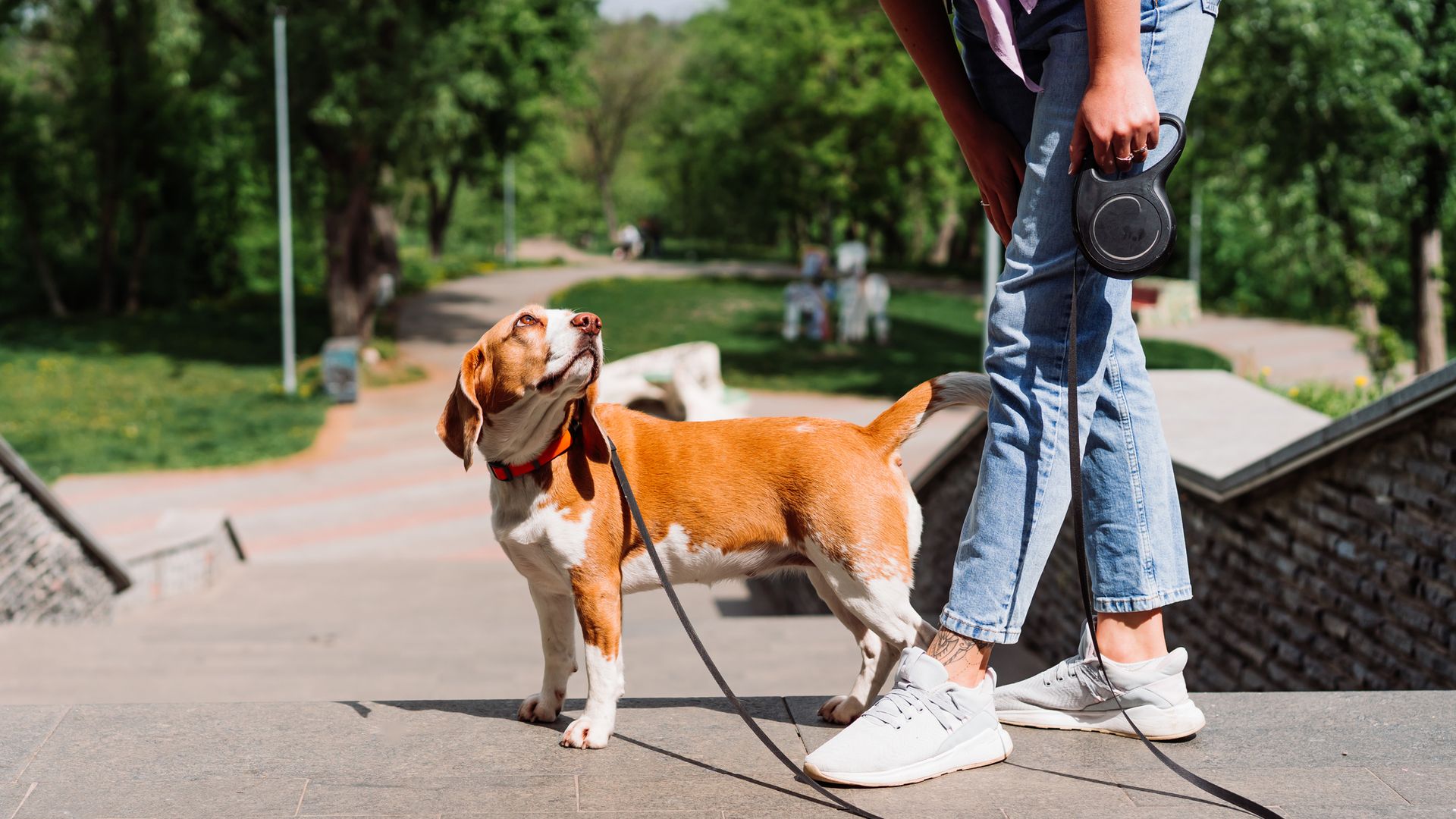Una mujer paseando a su perro con una correa retráctil