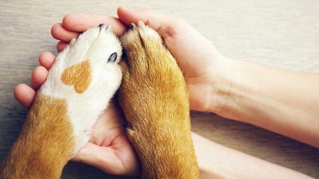 como limpiar almohadillas patas perro diariamente