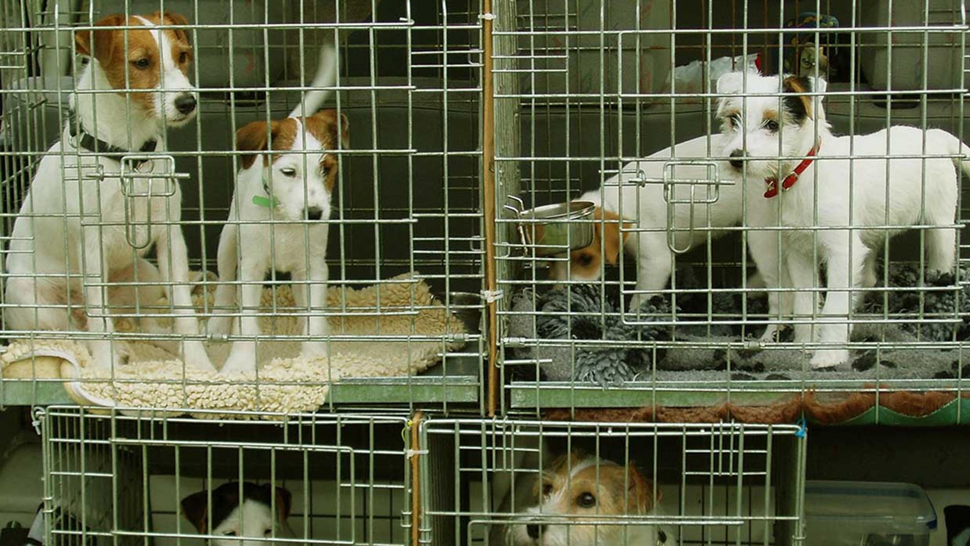 Cómo denunciar el maltrato animal en las redes sociales