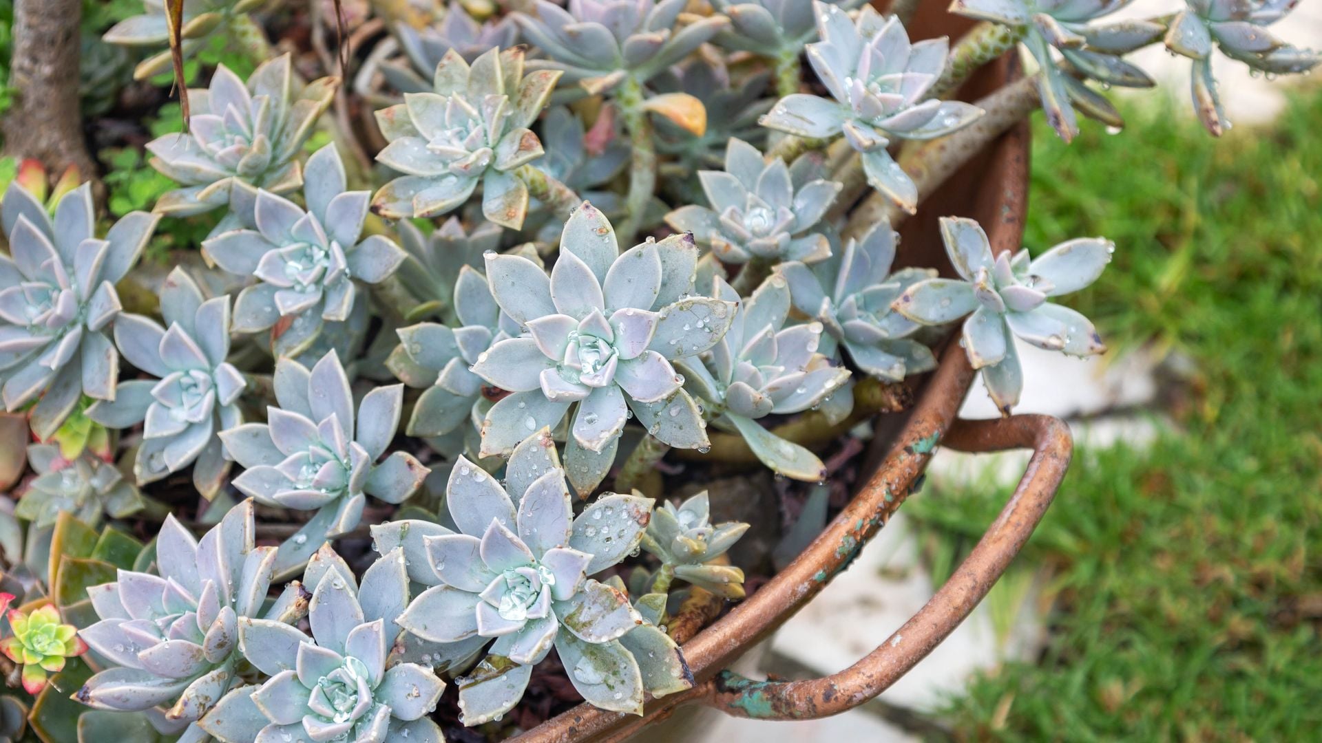 Suculentas para invierno: las mejores variedades de esta planta resistentes al frío y muy fáciles de cuidar