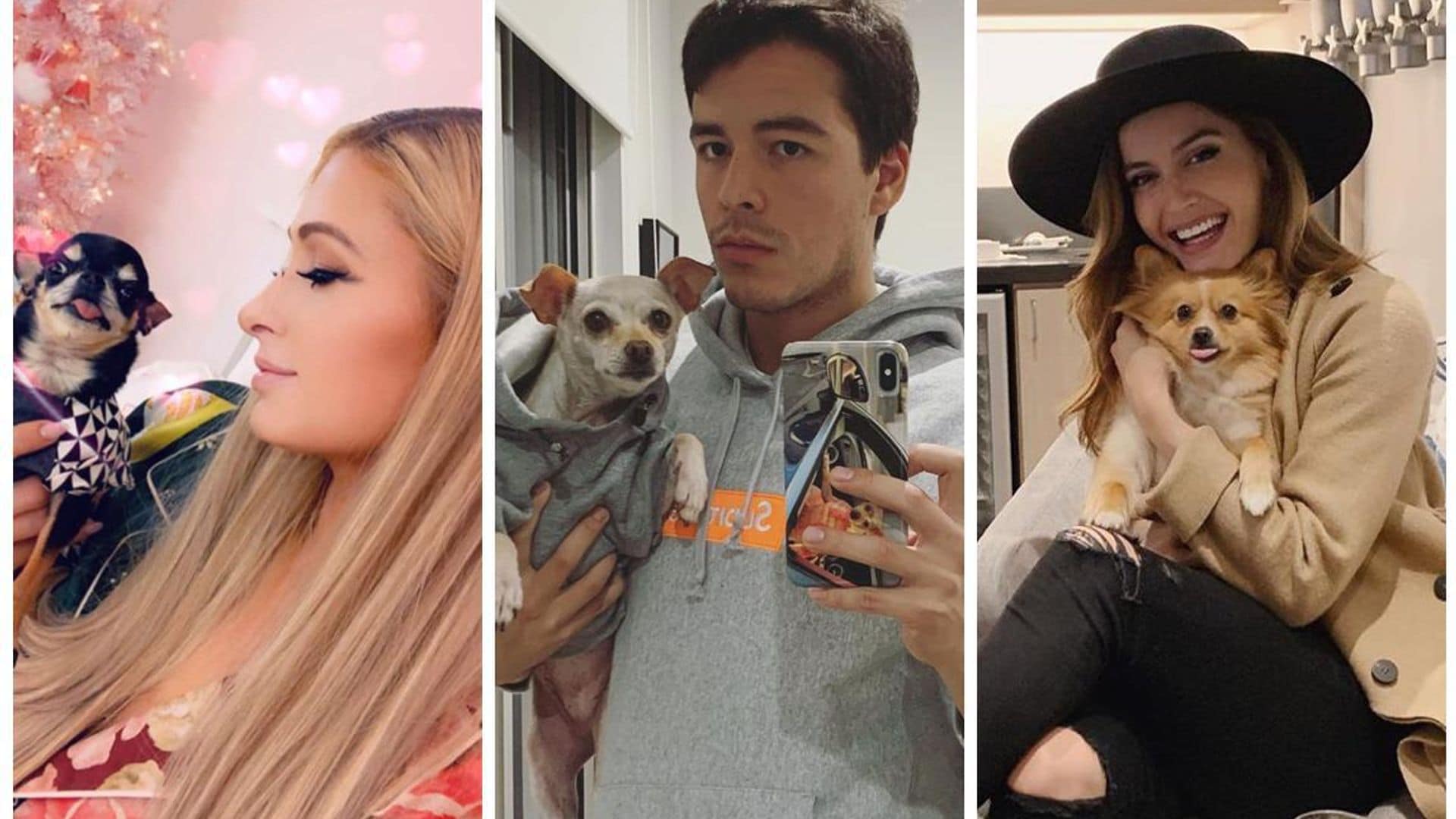 Las mascotas de los famosos que tienen ¡miles de seguidores!