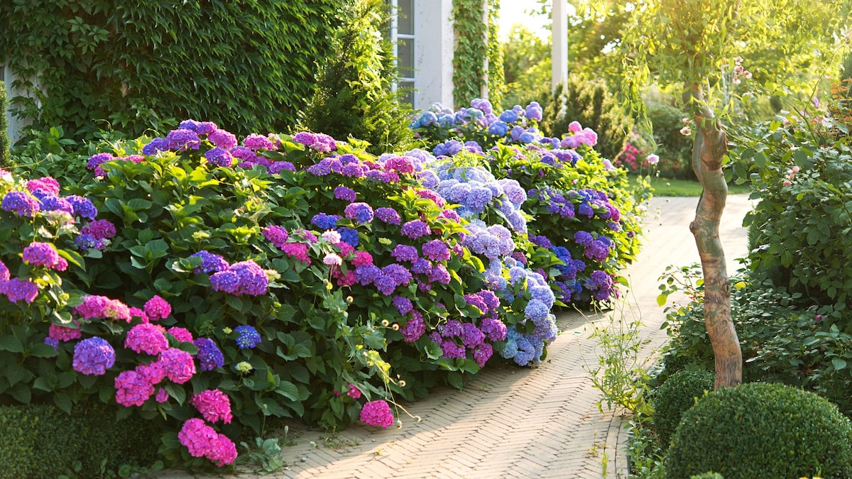 Cómo cultivar hortensias: trucos y cuidados para una flor con mucho significado