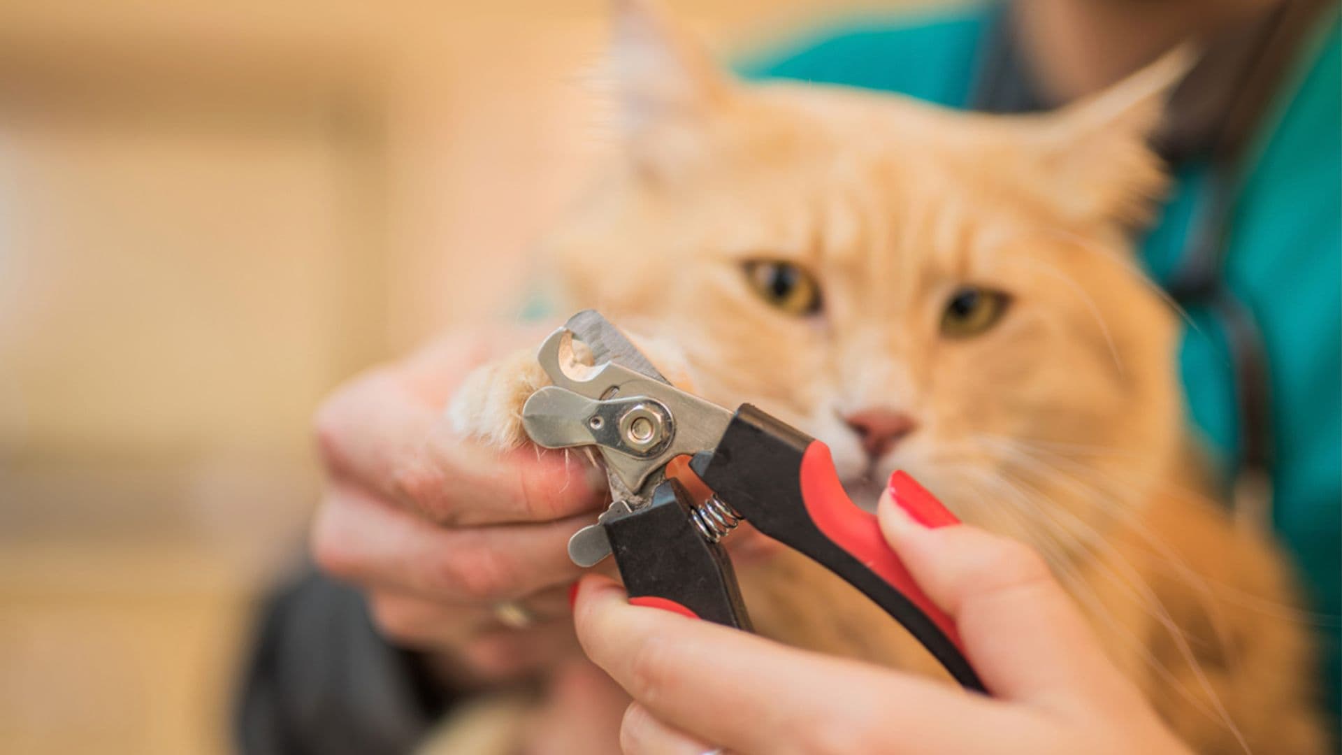 Los mejores cortaúñas para gatos para cuidar las garras de tu felino con seguridad y eficacia
