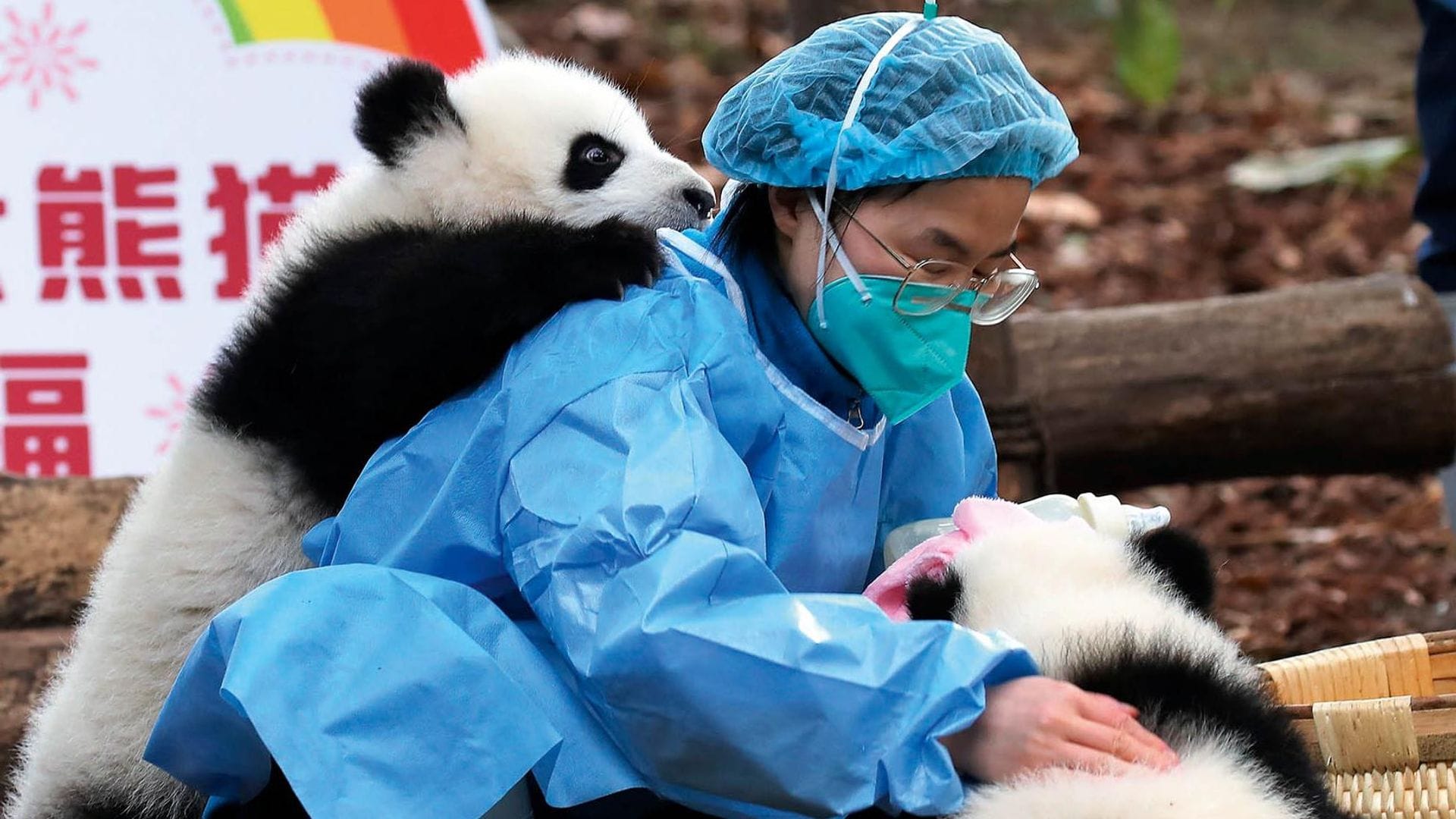 Descubrimos cuál es ‘el mejor trabajo del mundo’: abrazar a bebés de osos panda